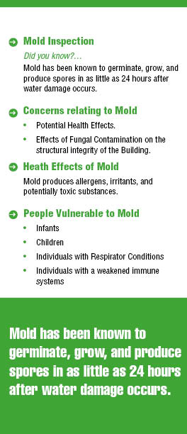 Brochure Design by mostafa for this project | Design #1568440