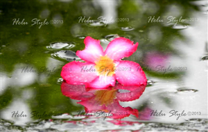 Design de Logo par create pour ce projet | Design : #1564350