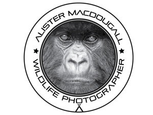 Logo Design by nageshinc