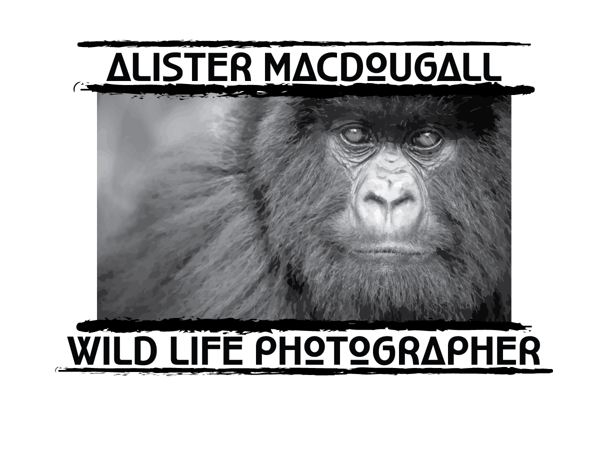 Logo Design by nageshinc for Alistair MacDougall | Design #5903156