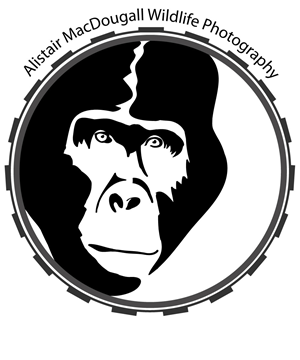 Logo Design by RMac33 for Alistair MacDougall | Design: #5894298
