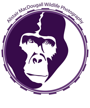 Logo Design by RMac33 for Alistair MacDougall | Design: #5894314