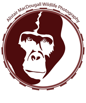 Logo Design by RMac33 for Alistair MacDougall | Design: #5894316
