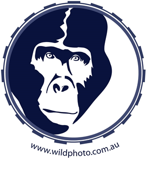 Logo Design by RMac33 for Alistair MacDougall | Design: #5894326