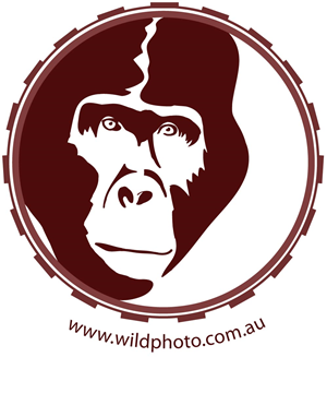 Logo Design by RMac33