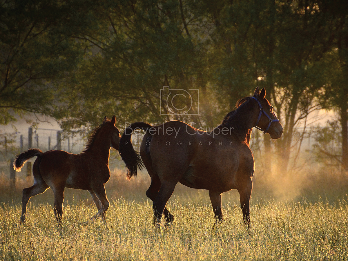 Logo Design by nzvm for this project | Design #6062166