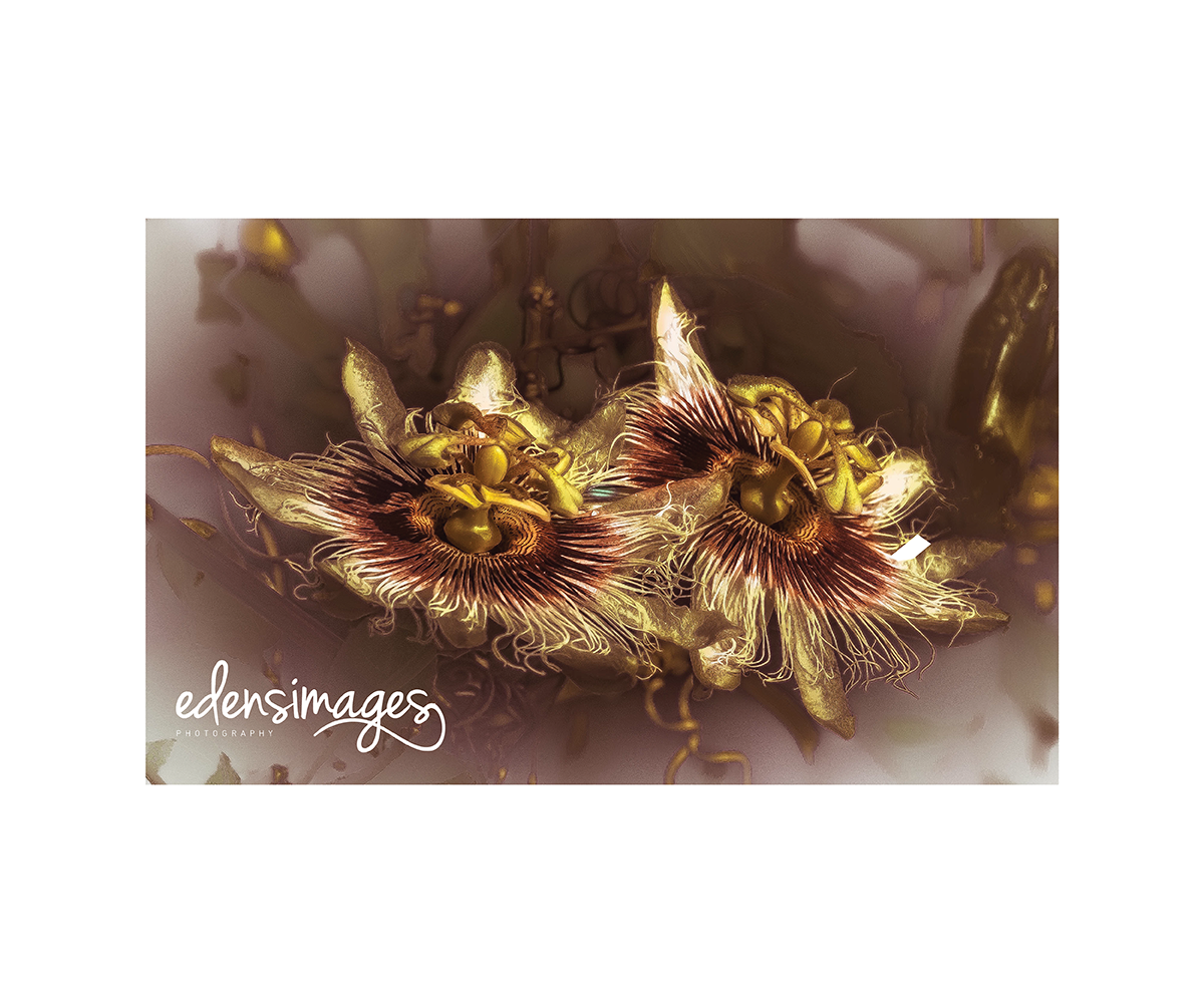 Logo Design by sonia silva for this project | Design #6076849