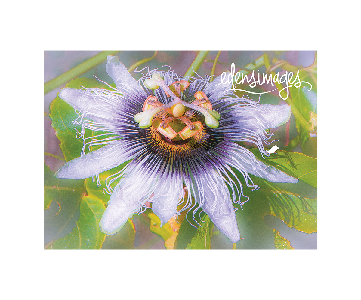 Logo Design by sonia silva for this project | Design #6076855