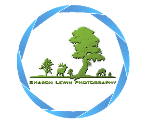 Logo Design by Abir999 for this project | Design #6073236