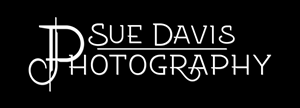 Logo Design by DT DESIGN