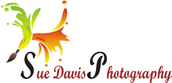 Logo Design by sindhu993 for Sue Davis Photography  | Design #6217293