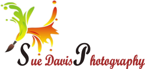 Logo Design by sindhu993