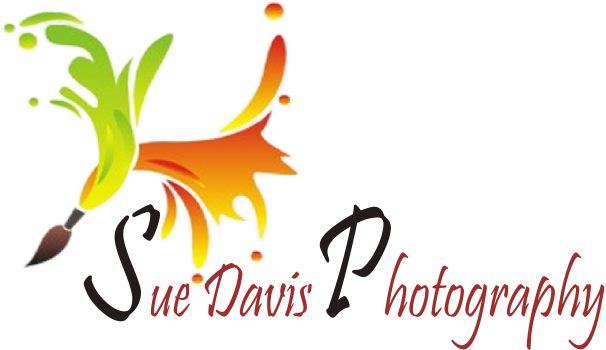Logo-Design von sindhu993 für Sue Davis Photography  | Design #6217329