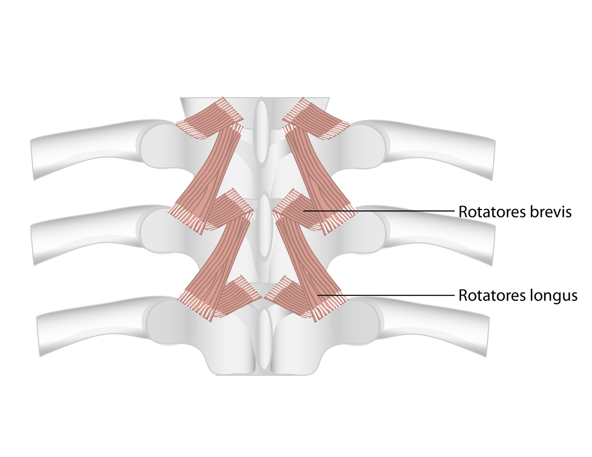 Illustration Design by Cecelia for this project | Design #1677045