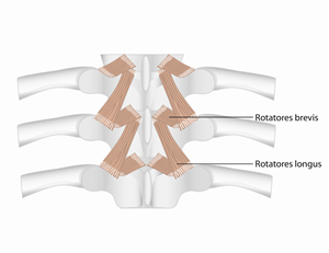 Design Illustration par Cecelia pour ce projet | Design : #1677045