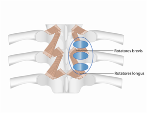 Design Illustration par Cecelia pour ce projet | Design : #1677047