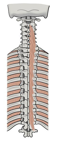 Illustration-Design von sdrum für dieses Projekt | Design: #1690497