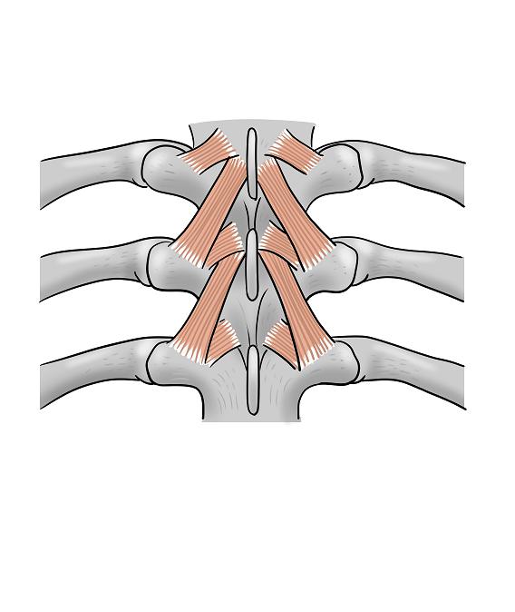 Illustration-Design von sdrum für dieses Projekt | Design #1690501