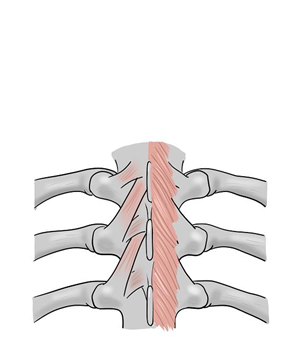 Illustration-Design von sdrum für dieses Projekt | Design: #1706152