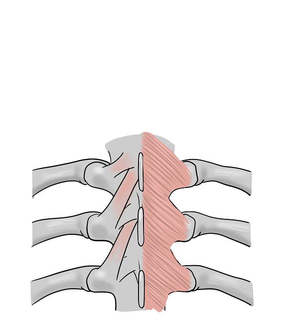 Illustration-Design von sdrum für dieses Projekt | Design #1709499