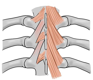 Illustration-Design von sdrum für dieses Projekt | Design: #1715984