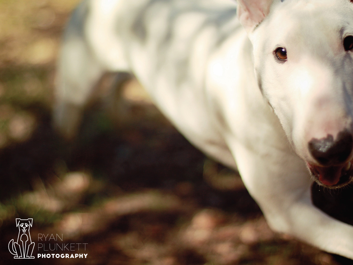 Logo-Design von Designwoori für dieses Projekt | Design #6570119