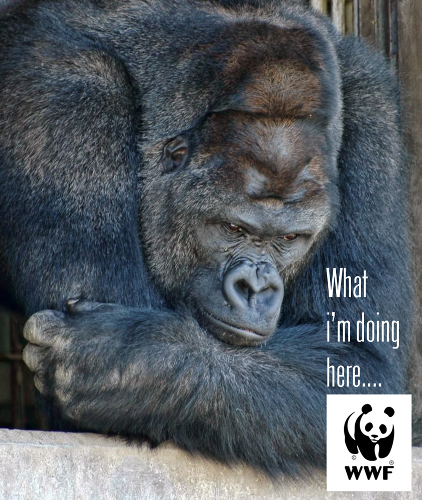 Photoshop Design by Creative Shots Studio for DesignCrowd LLC | Design #6609055