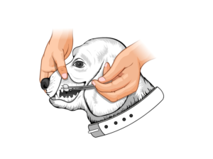 Illustration Design by Neel Chandre