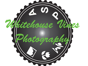 Logo Design by Fiachra Design