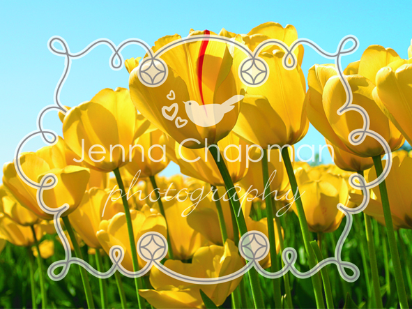 Logo Design by Elise Young for this project | Design #371546