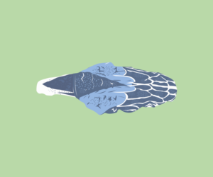 Illustration Design by AceArt