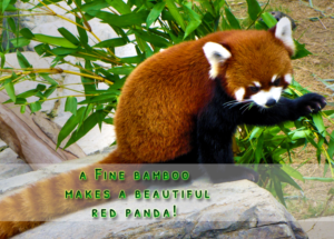 Postcard Design by sunflow3r for Touch the Earth | Design: #7206219