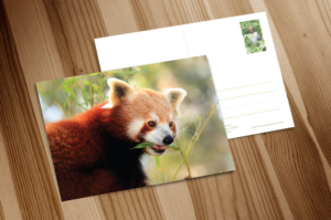 Postcard Design by Mike Guevarra for Touch the Earth | Design #7155517