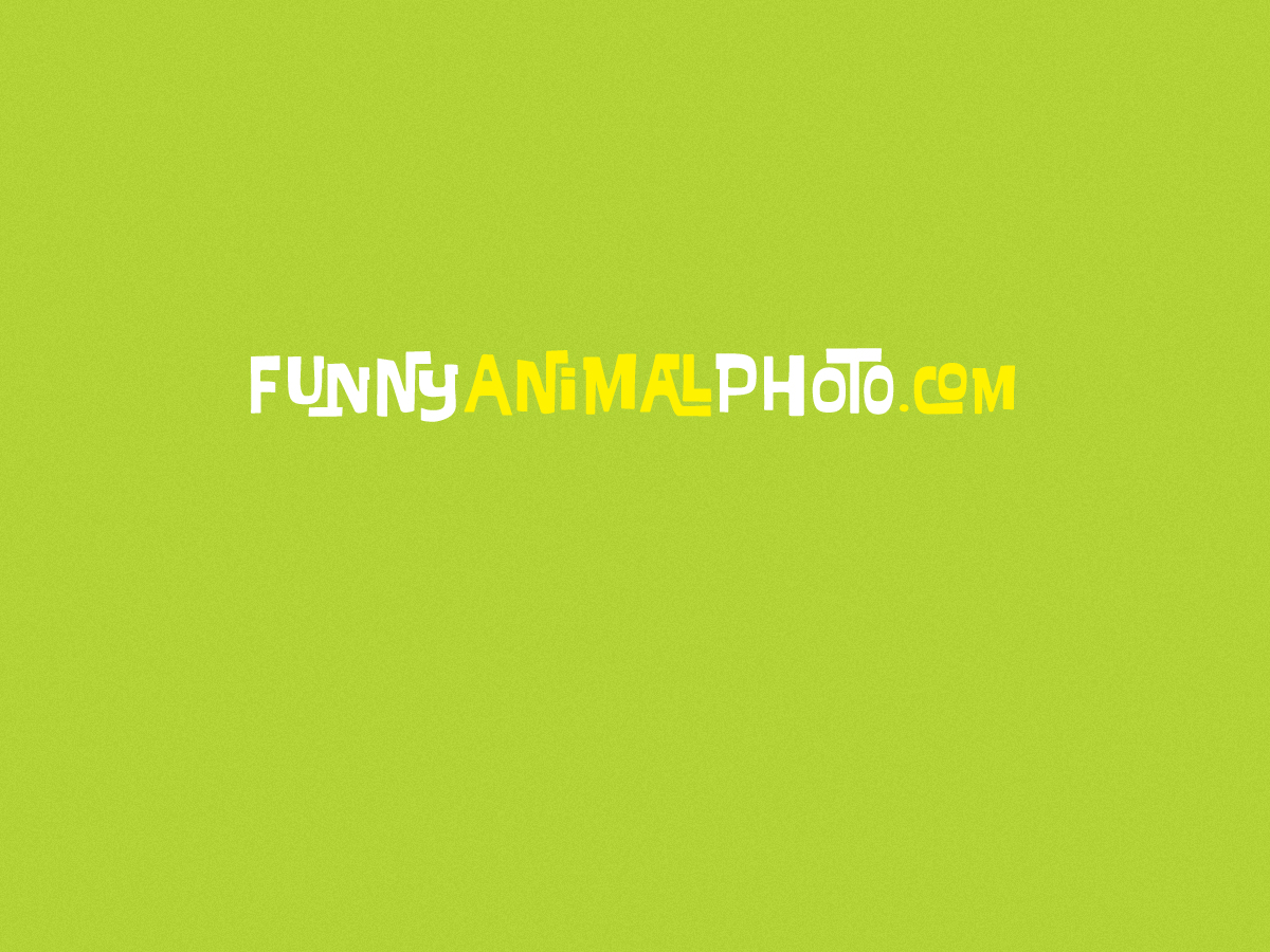 Design de Logo par Sunshine pour ce projet | Design #1863174