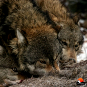 Logo Design by AU9USTO for kate sherry photography | Design: #7325999