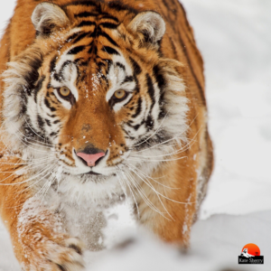 Logo Design by AU9USTO for kate sherry photography | Design: #7326000