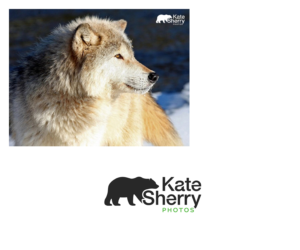 Logo Design by RoundYellow for kate sherry photography | Design: #7225443
