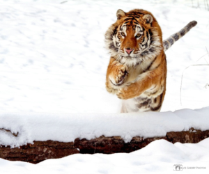 Logo Design by CS_Creatives for kate sherry photography | Design: #7241240