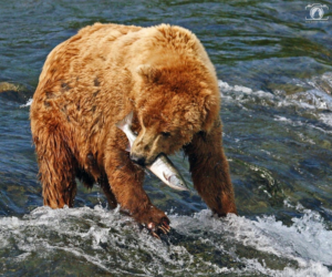 Logo Design by CS_Creatives for kate sherry photography | Design: #7241245