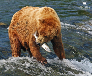 Logo Design by CS_Creatives for kate sherry photography | Design: #7316144