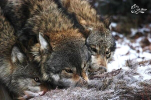 Logo Design by anonrotide for kate sherry photography | Design: #7350344