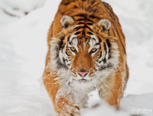 Logo Design by anonrotide for kate sherry photography | Design: #7369930