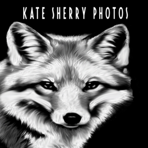 Logo Design by jill_mergendahl for kate sherry photography | Design: #7296631