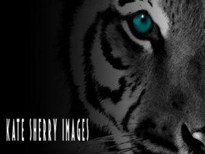 Logo Design by jill_mergendahl for kate sherry photography | Design: #7296724