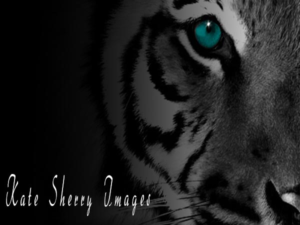 Logo Design by jill_mergendahl for kate sherry photography | Design: #7313128