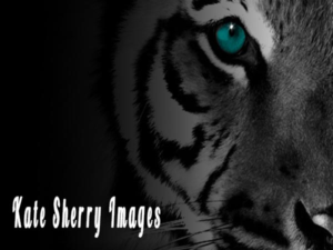 Logo Design by jill_mergendahl for kate sherry photography | Design: #7313129