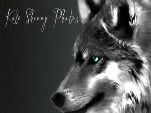 Logo Design by jill_mergendahl for kate sherry photography | Design: #7313131