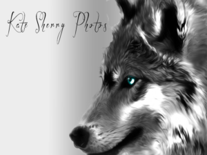 Logo Design by jill_mergendahl for kate sherry photography | Design: #7313132