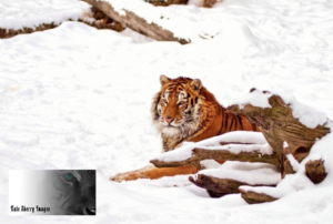 Logo Design by jill_mergendahl for kate sherry photography | Design: #7322724