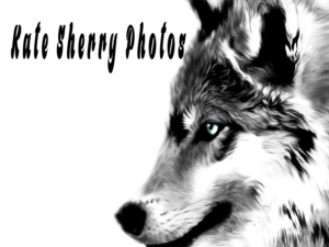 Logo Design by jill_mergendahl for kate sherry photography | Design: #7331059